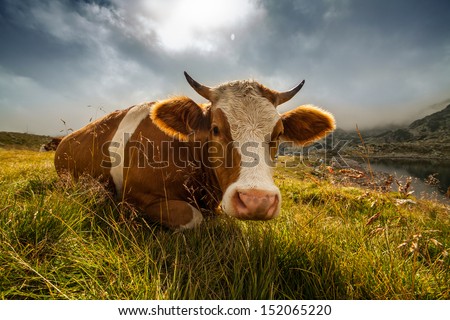 Happy Cow. Similar Images At Http://Www.Shutterstock.Com/Sets/1044715-Happy-Cows.Html?Rid=1728748