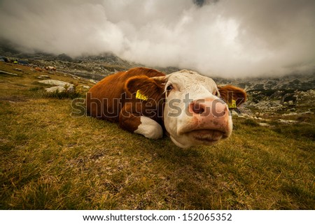 Happy Cow. Similar images at http://www.shutterstock.com/sets/1044715-happy-cows.html?rid=1728748
