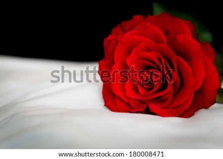 Single Red Rose on a Bed