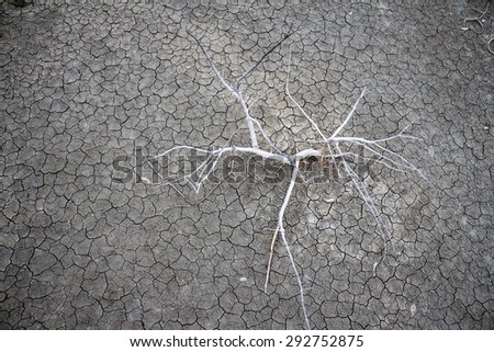 Dry trees on barren ground