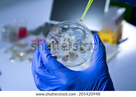 Petri Dish with Bacteria in Chemical Lab
