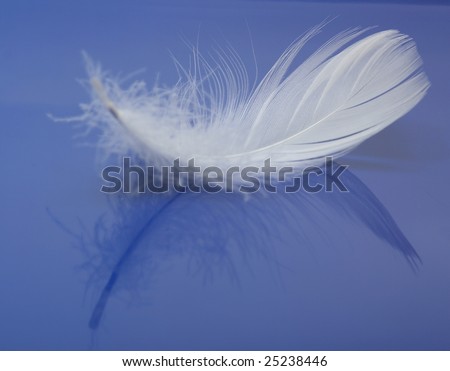 Detail of a delicate white feather on blue background.