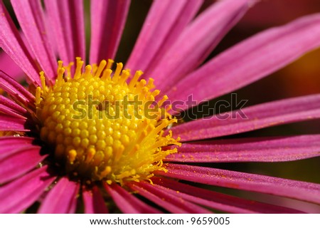 pink golden-daisy petals close-up