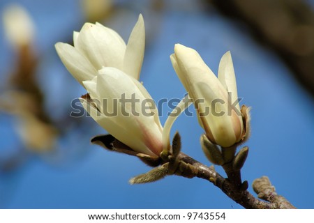 magnolia flowers isolated