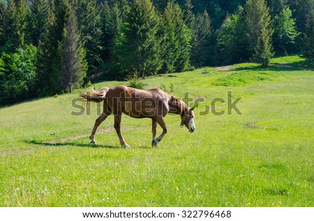 A horse in a forest glade. A bright summer photo. The nature of the village,