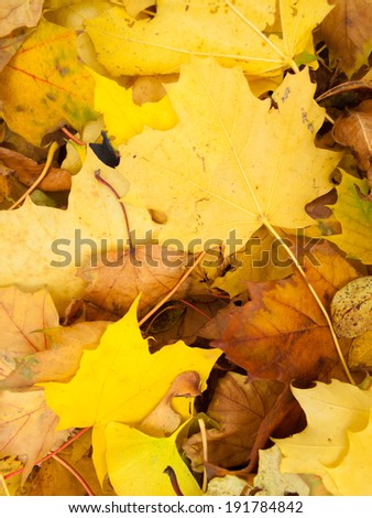 Close-up of dry maple leaves, Tobermory, Ontario, Canada
