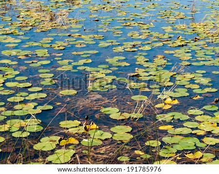 Water lily plants floating on water