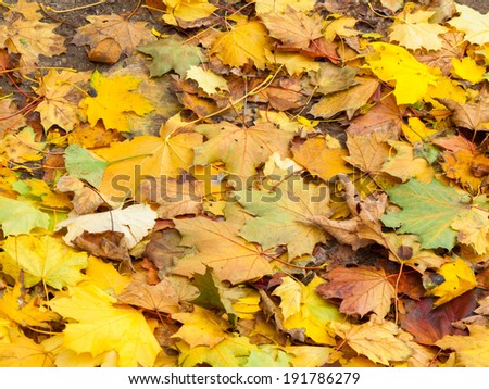 Close-up of dry maple leaves, Tobermory, Ontario, Canada