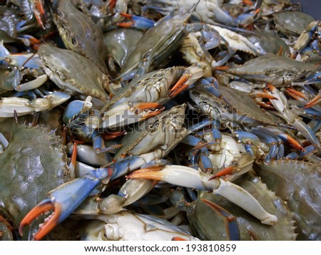 Crabs for sale in fish market