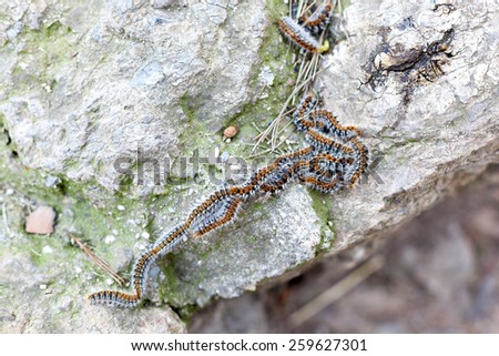 Caterpillars crawling in a row on rock surface, Barcelona, Catalonia, Spain