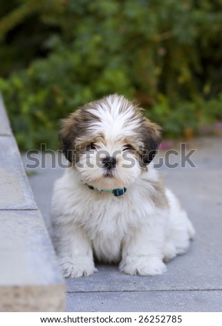 Lhasa Apso Puppies on Lhasa Apso Puppy Stock Photo 26252785   Shutterstock