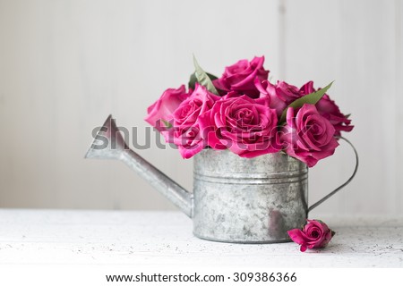 Pink roses in a vintage watering can