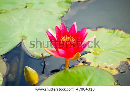 red flower in lily pads