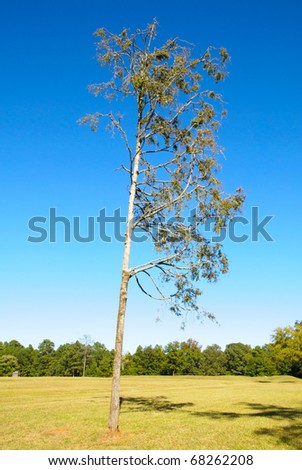 lone tree on a battlefield