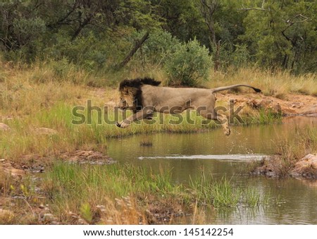 Male lion jumping over water