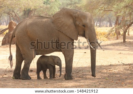 Elephant calf being shaded by mum