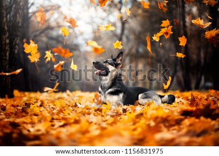 the dog lies in the foliage. East European Shepherd. flying leaves. autumn