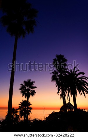 sunset palm trees beach
