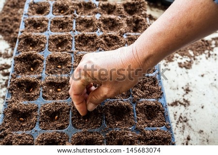 A hand sowing watermelon seed on tray