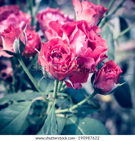 Rose vintage flowers