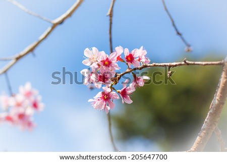 cherry blossom flower and sky clouds for natural background.