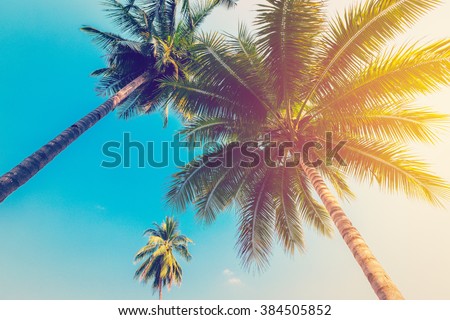Coconut palm tree with vintage effect.