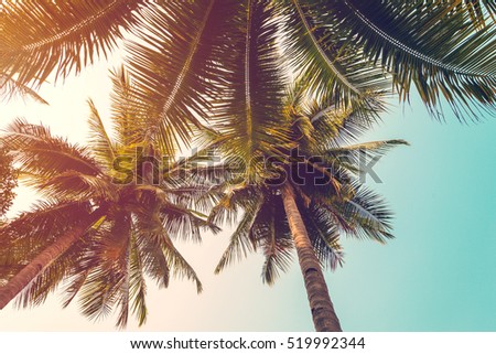 coconut palm tree and sky on beach. Vintage palm on beach in summer.