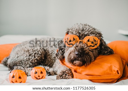 Sweet and friendly brown spanish water dog playing in the bed of his owner with halloween costume. Funny moments dogfriendly. Lifestyle