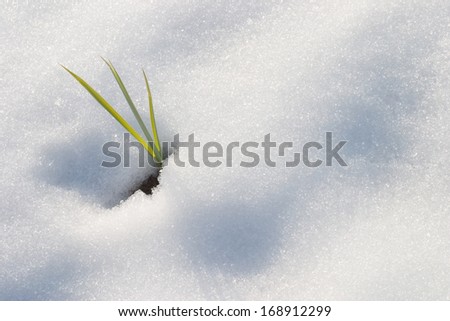 Blade of grass in snow