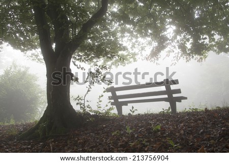Lonely bench under the tree in the foggy forest