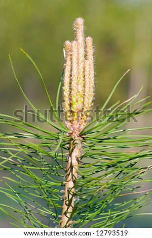 young green pine tree sprout