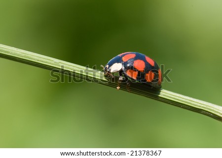 ladybug is walking on grass stem