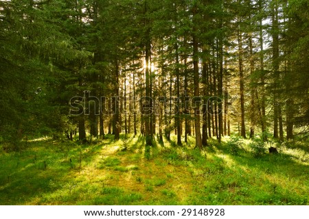 sunlight rays in the forest