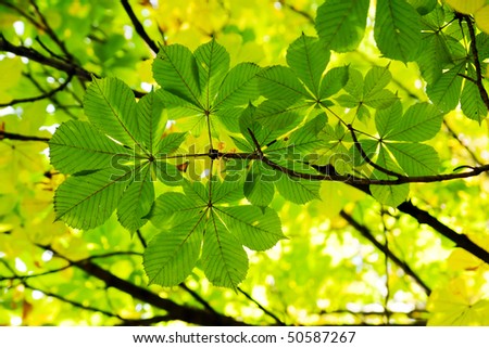 chestnut leaves in sun rays