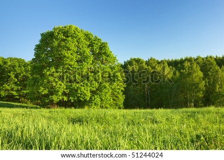 huge tree under sunlight with trees background