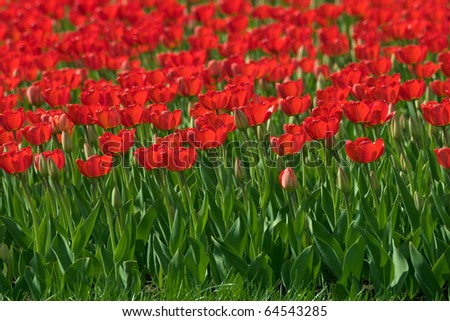 wallpapers of flowers tulips. wallpapers Monthly flowers