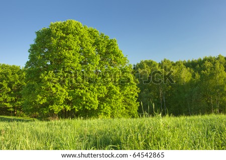trees background image. with trees background