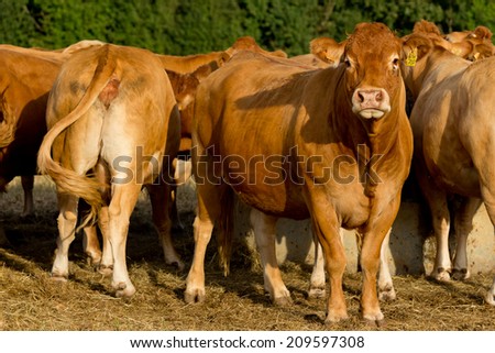 Cattle in the French countryside.