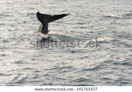 Whale tail, Indian Ocean.