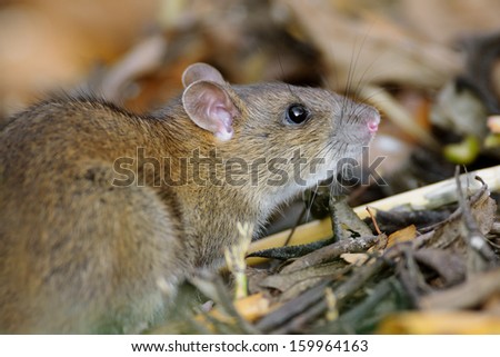 Close up of Brown Rat in natural habitat.