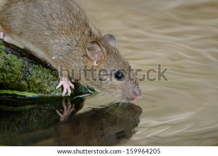 Brown Rat drinking water in natural habitat.