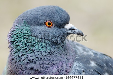 Ferrel Pigeon head close up.