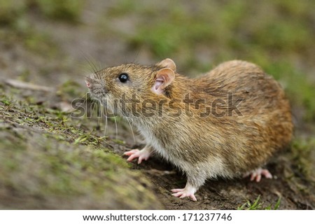 Cautious Brown rat in the wild.