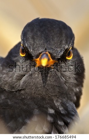 Angry bird look. Close up head portrait.
