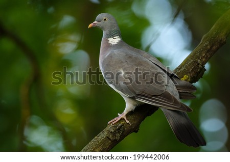 Wood Pigeon perched in its natural behavior.