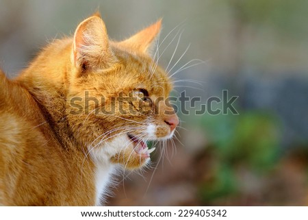 Domestic Cat meowing.