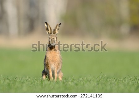 European hare in grass field.