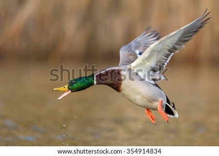 Angry Mallard Duck male in flight.
