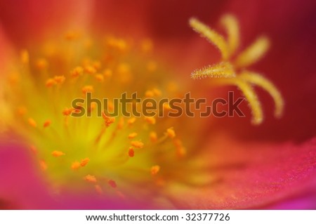 Detail of flower with nice colours