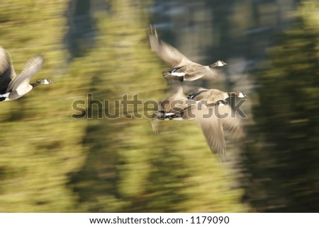 Flying Geese